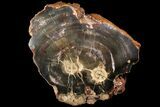 Triassic Petrified Wood (Araucaria) Log - Circle Cliffs, Utah #113280-2